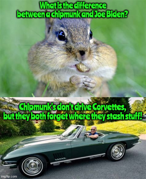 Difference between a chipmunk & Joe Biden? | What is the difference between a chipmunk and Joe Biden? Chipmunk's don't drive Corvettes, but they both forget where they stash stuff! | image tagged in joe biden,chipmunk,documents,stash,corvette,vice president | made w/ Imgflip meme maker