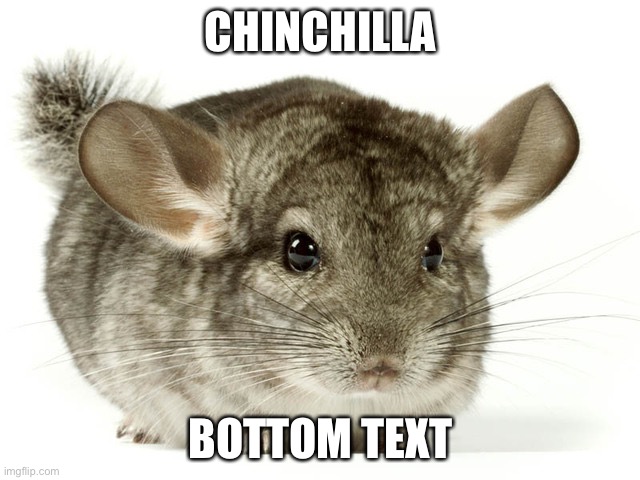 Chinchilla | CHINCHILLA; BOTTOM TEXT | image tagged in netflix and chinchilla | made w/ Imgflip meme maker