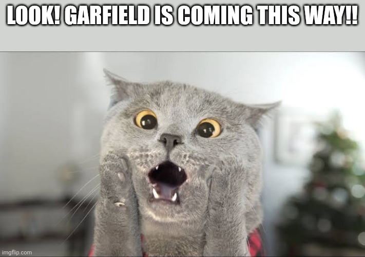 Amazed Cat | LOOK! GARFIELD IS COMING THIS WAY!! | image tagged in amazed cat | made w/ Imgflip meme maker