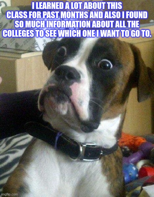 Funny dog! | I LEARNED A LOT ABOUT THIS CLASS FOR PAST MONTHS AND ALSO I FOUND SO MUCH INFORMATION ABOUT ALL THE COLLEGES TO SEE WHICH ONE I WANT TO GO TO. | image tagged in surprised dog,dogs pets funny,dog,cute dog,cute | made w/ Imgflip meme maker