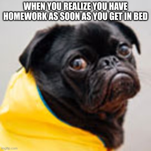 homework | WHEN YOU REALIZE YOU HAVE HOMEWORK AS SOON AS YOU GET IN BED | image tagged in funny,dog | made w/ Imgflip meme maker