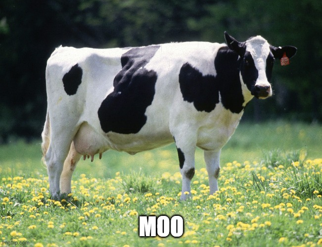 I love random stuff | MOO | image tagged in memes | made w/ Imgflip meme maker