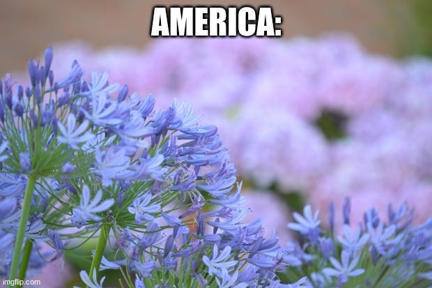 FLOWERS | AMERICA: | image tagged in flowers | made w/ Imgflip meme maker