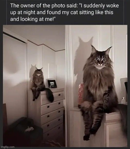 Cats human confirmed?? | image tagged in memes,funny,cats | made w/ Imgflip meme maker