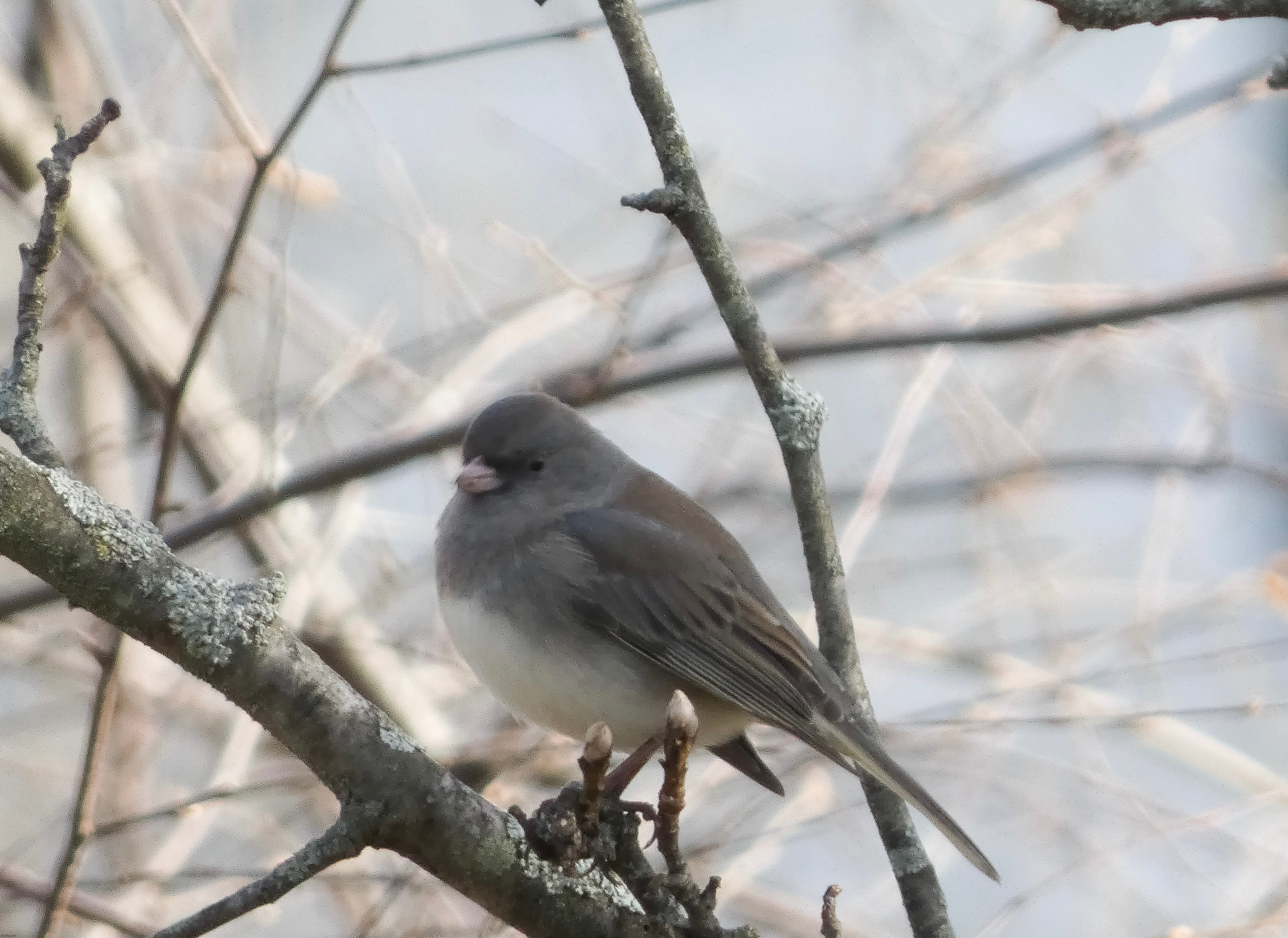 My 9,000th submitted image! A picture of a Dark-Eyed Junco that I took! | image tagged in share your own photos | made w/ Imgflip meme maker