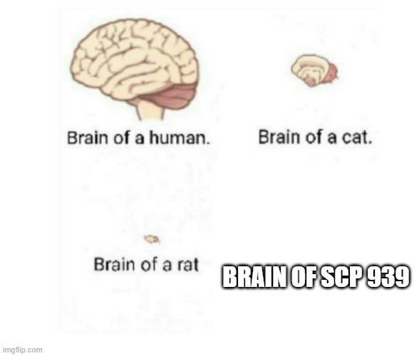 really? | BRAIN OF SCP 939 | image tagged in scp meme | made w/ Imgflip meme maker