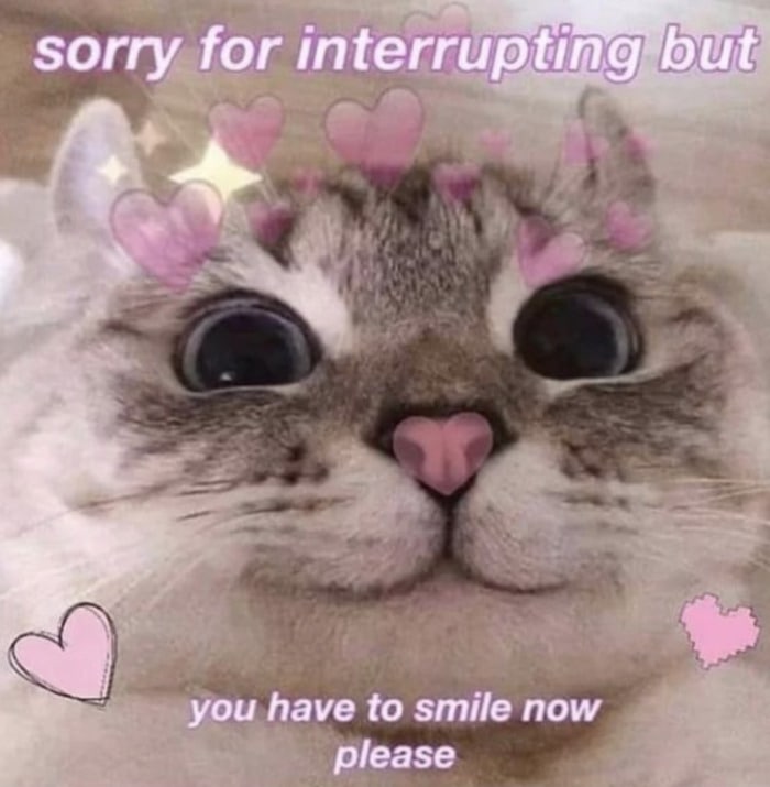 no meme just enjoy this wholesome face of this cat - Imgflip