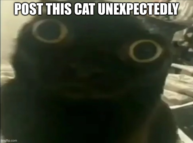 Jinx the cat | POST THIS CAT UNEXPECTEDLY | image tagged in jinx the dog | made w/ Imgflip meme maker