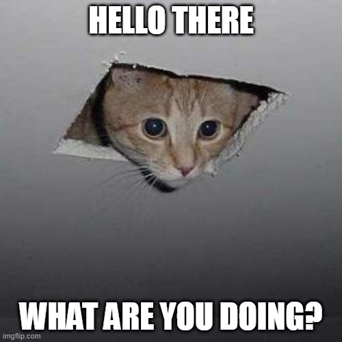 Spy cat | HELLO THERE; WHAT ARE YOU DOING? | image tagged in memes,ceiling cat | made w/ Imgflip meme maker