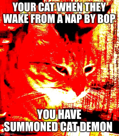 Boop spell wrong | YOUR CAT WHEN THEY WAKE FROM A NAP BY BOP; YOU HAVE SUMMONED CAT DEMON | image tagged in cat,angry | made w/ Imgflip meme maker
