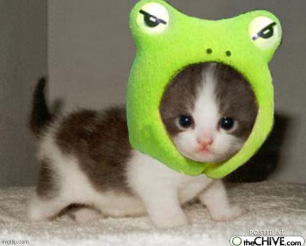 Frog Cat | image tagged in frog cat | made w/ Imgflip meme maker