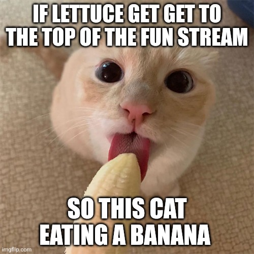 Cat eats a banana on fun stream | IF LETTUCE GET GET TO THE TOP OF THE FUN STREAM; SO THIS CAT EATING A BANANA | image tagged in funny | made w/ Imgflip meme maker