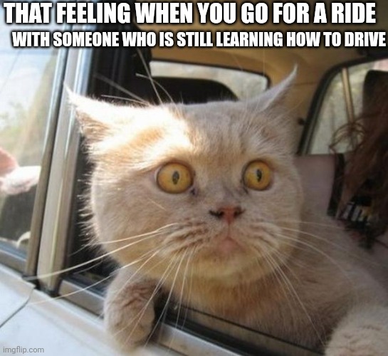 amazed cat | THAT FEELING WHEN YOU GO FOR A RIDE; WITH SOMEONE WHO IS STILL LEARNING HOW TO DRIVE | image tagged in amazed cat | made w/ Imgflip meme maker