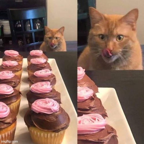 Cat licking lips | image tagged in cat licking lips | made w/ Imgflip meme maker