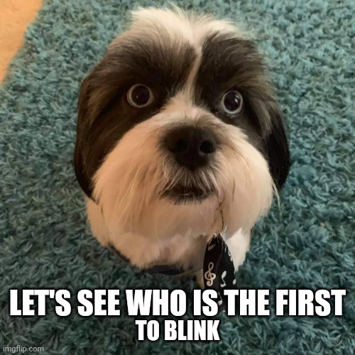 Dog | LET'S SEE WHO IS THE FIRST; TO BLINK | image tagged in dog | made w/ Imgflip meme maker