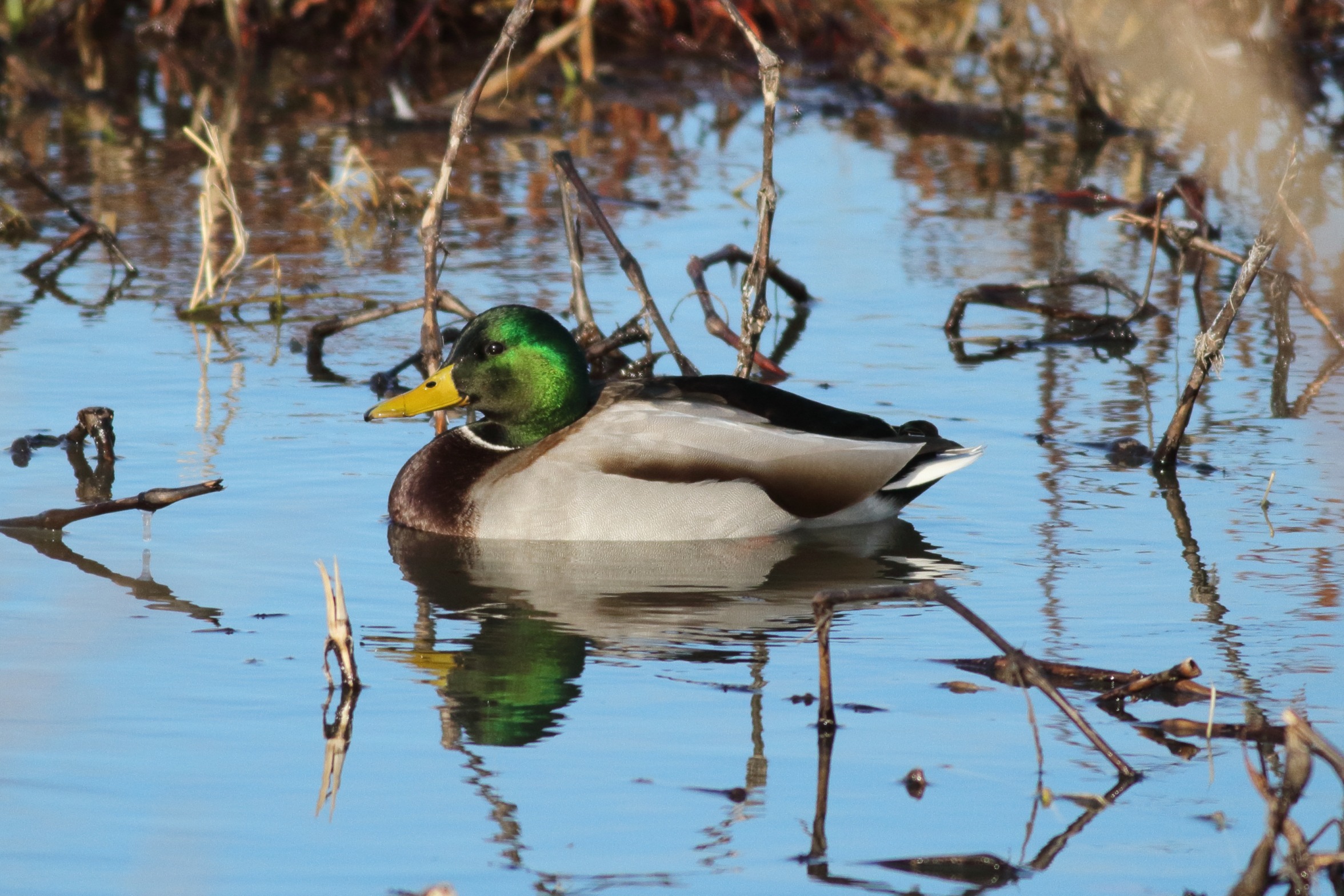 Mallard drake Blank Meme Template