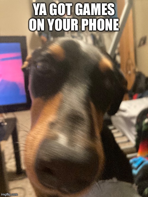 dawg | YA GOT GAMES ON YOUR PHONE | image tagged in dog,fun,fun stream,fresh memes | made w/ Imgflip meme maker