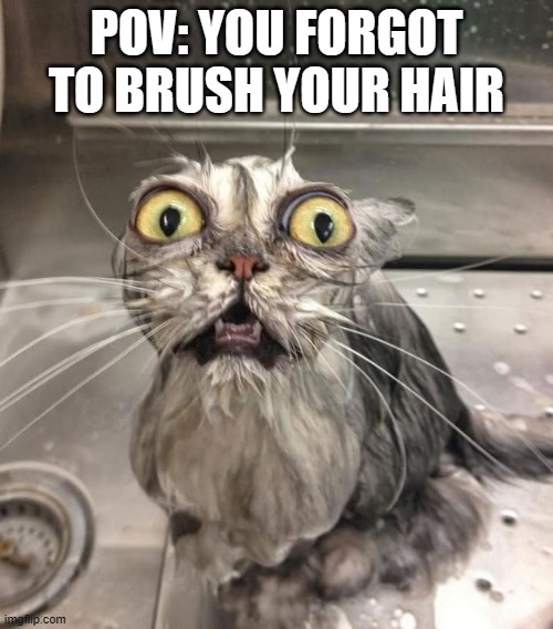 Wet Scary Cat | POV: YOU FORGOT TO BRUSH YOUR HAIR | image tagged in wet scary cat | made w/ Imgflip meme maker
