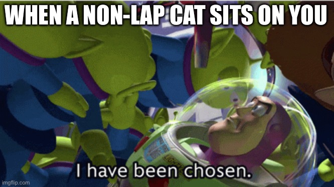 Chosen One | WHEN A NON-LAP CAT SITS ON YOU | image tagged in cat,toy story | made w/ Imgflip meme maker