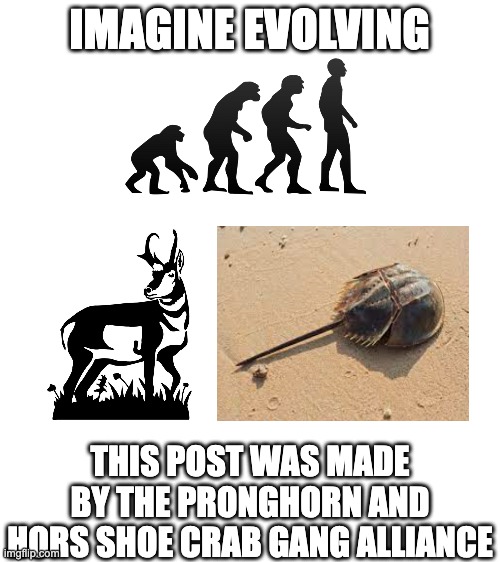 pronghorn/horseshoe crab alliance | IMAGINE EVOLVING; THIS POST WAS MADE BY THE PRONGHORN AND HORS SHOE CRAB GANG ALLIANCE | image tagged in blank white template | made w/ Imgflip meme maker