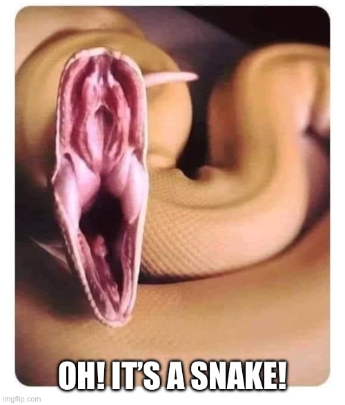 Not what you think | OH! IT’S A SNAKE! | image tagged in memes,funny | made w/ Imgflip meme maker