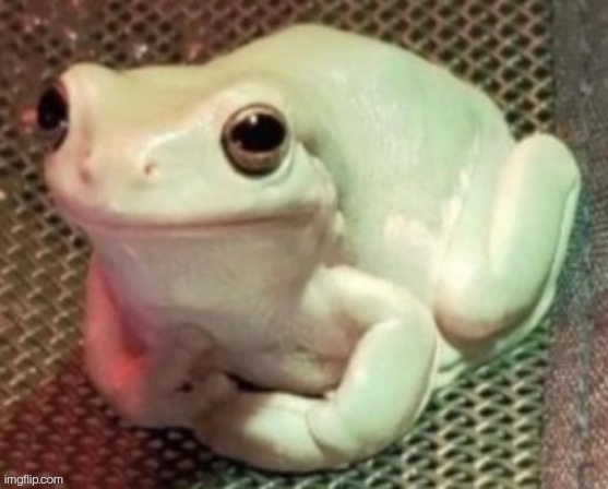 FROG TAKEOVER | image tagged in polite frog | made w/ Imgflip meme maker