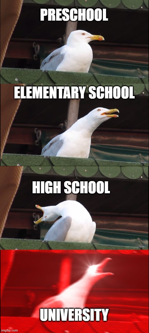 school | PRESCHOOL; ELEMENTARY SCHOOL; HIGH SCHOOL; UNIVERSITY | image tagged in memes,inhaling seagull | made w/ Imgflip meme maker