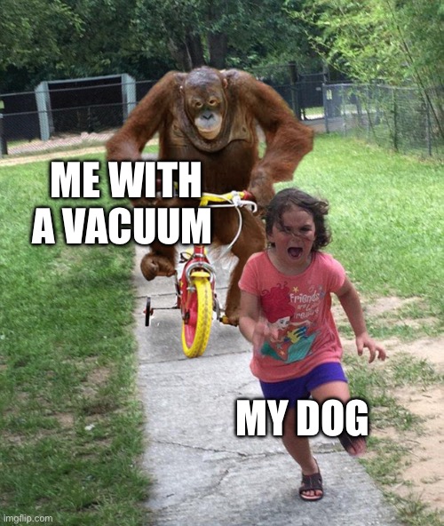 Vroom Broom | ME WITH A VACUUM; MY DOG | image tagged in orangutan chasing girl on a tricycle | made w/ Imgflip meme maker