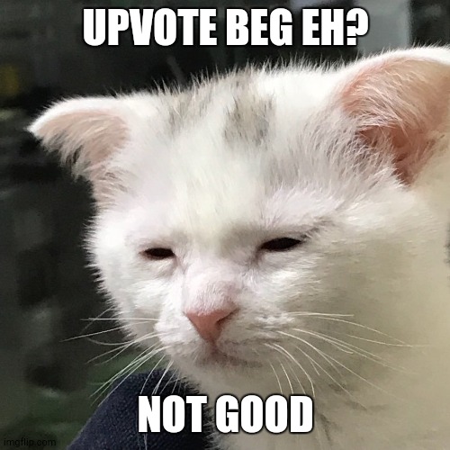 I'm awake, but at what cost? | UPVOTE BEG EH? NOT GOOD | image tagged in kittens,cute,funny | made w/ Imgflip meme maker