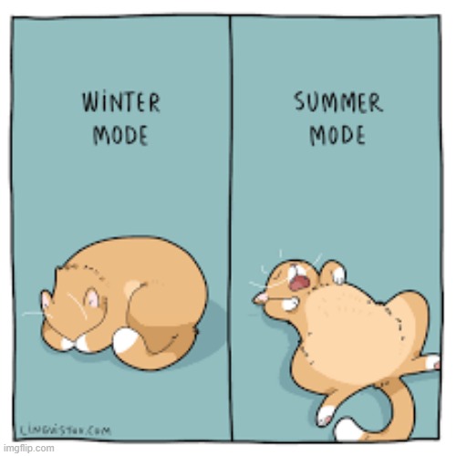 A Cat's Way Of Thinking | image tagged in memes,comics,cats,winter,summer,sleeping | made w/ Imgflip meme maker