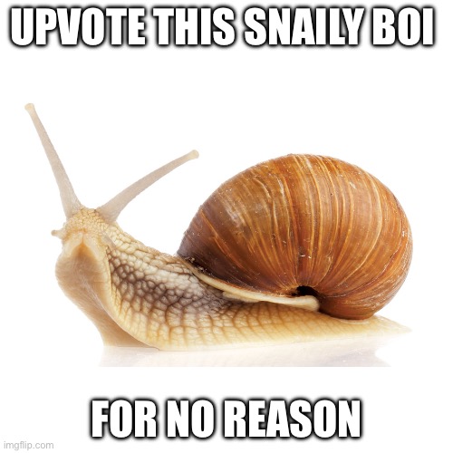 snaily boi | UPVOTE THIS SNAILY BOI; FOR NO REASON | image tagged in snail,upvotes,animals | made w/ Imgflip meme maker
