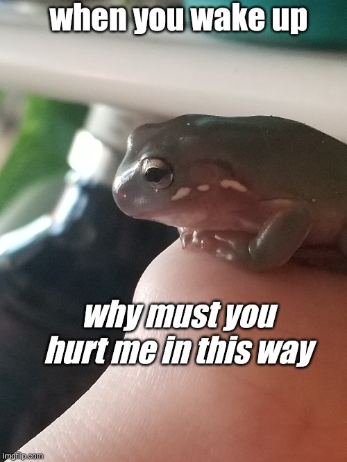 I didn't sleep send help | when you wake up; why must you hurt me in this way | image tagged in frog,sleep,tired | made w/ Imgflip meme maker