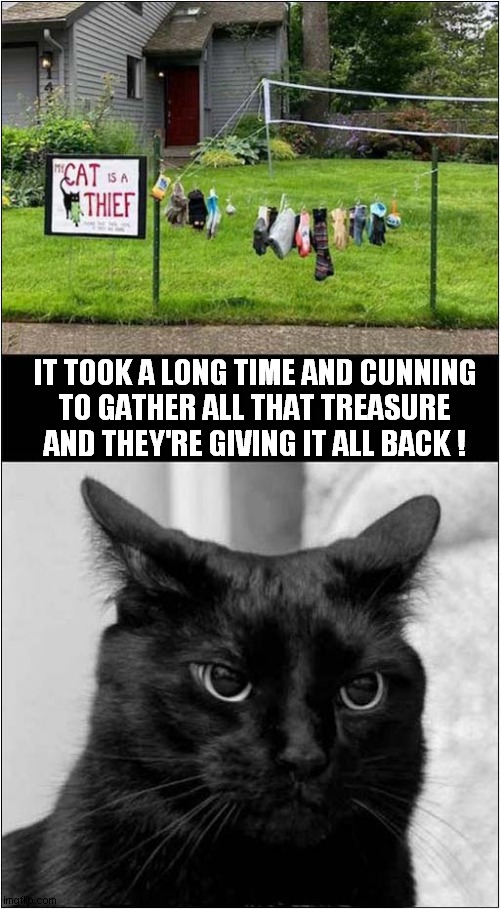 Cat Unhappy With Owners ! | IT TOOK A LONG TIME AND CUNNING
TO GATHER ALL THAT TREASURE AND THEY'RE GIVING IT ALL BACK ! | image tagged in cats,thief,return | made w/ Imgflip meme maker