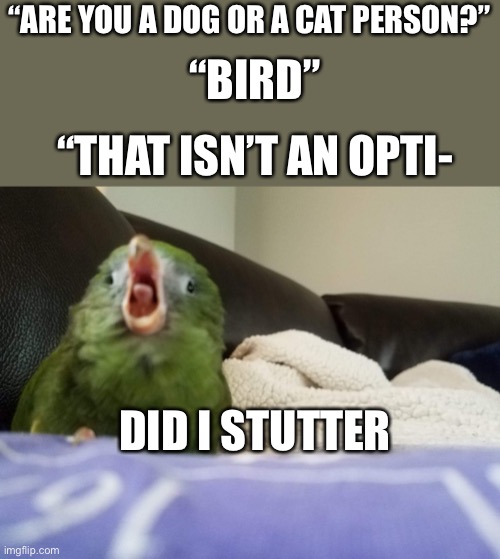 Birds all the way! | “ARE YOU A DOG OR A CAT PERSON?”; “BIRD”; “THAT ISN’T AN OPTI-; DID I STUTTER | image tagged in birb,bird,parrot,funny memes | made w/ Imgflip meme maker