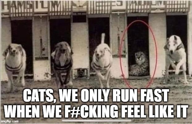 CATS, WE ONLY RUN FAST WHEN WE F#CKING FEEL LIKE IT | image tagged in cheetah,cats,dogs | made w/ Imgflip meme maker