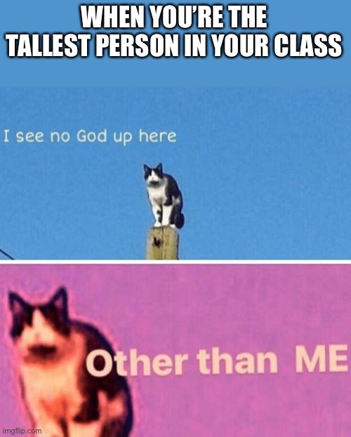 Hail pole cat | WHEN YOU’RE THE TALLEST PERSON IN YOUR CLASS | image tagged in hail pole cat | made w/ Imgflip meme maker