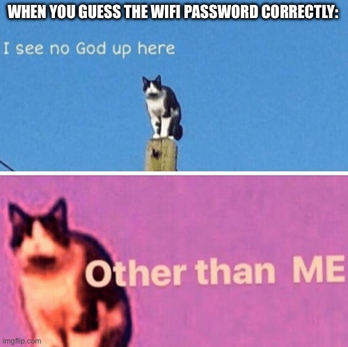 Hail pole cat | WHEN YOU GUESS THE WIFI PASSWORD CORRECTLY: | image tagged in hail pole cat | made w/ Imgflip meme maker
