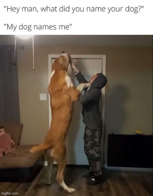 image tagged in repost,dogs,memes,funny,dog,stop reading these tags | made w/ Imgflip meme maker