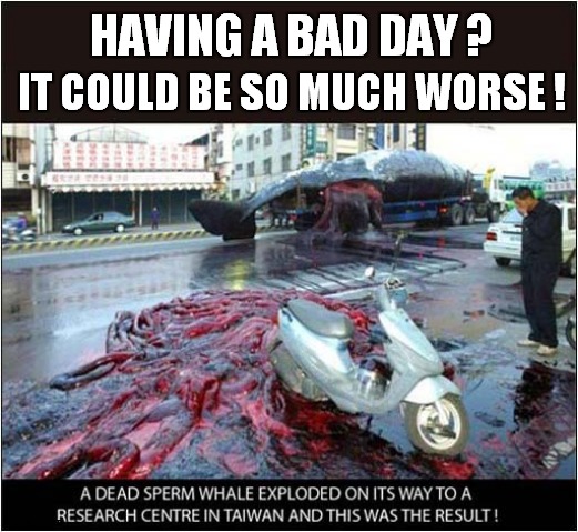 Thar She Blows ! | HAVING A BAD DAY ? IT COULD BE SO MUCH WORSE ! | image tagged in having a bad day,whales,explode,dark humour | made w/ Imgflip meme maker