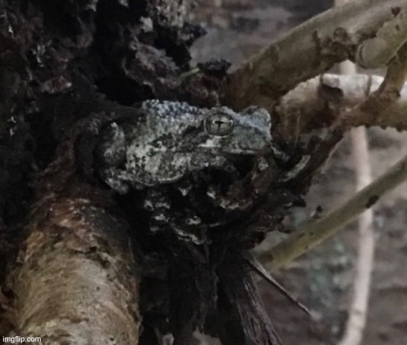 I picture I took of a mossy tree frog in like 2021 but cropped to see the subject easier. Thanks to @Birdnerd01 for the idea | image tagged in photography,photo,frog | made w/ Imgflip meme maker