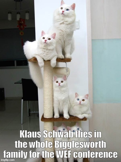 Family of white cats | Klaus Schwab flies in the whole Bigglesworth family for the WEF conference | image tagged in family of white cats | made w/ Imgflip meme maker