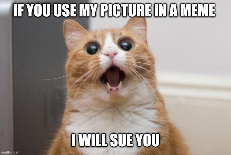 Amazed cat | IF YOU USE MY PICTURE IN A MEME; I WILL SUE YOU | image tagged in amazed cat | made w/ Imgflip meme maker