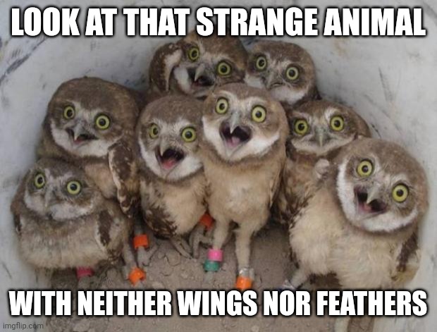 Excited Owls | LOOK AT THAT STRANGE ANIMAL; WITH NEITHER WINGS NOR FEATHERS | image tagged in excited owls | made w/ Imgflip meme maker