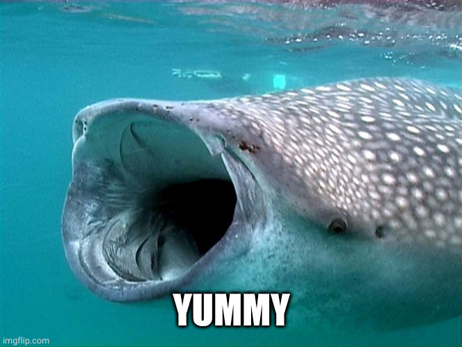 whale shark | YUMMY | image tagged in whale shark | made w/ Imgflip meme maker