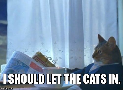 Well it's 12:30 AM. Suppose.... | I SHOULD LET THE CATS IN. | image tagged in memes,i should buy a boat cat | made w/ Imgflip meme maker