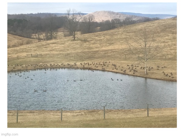 Help I’m surrounded by geese! | image tagged in goose,geese | made w/ Imgflip meme maker