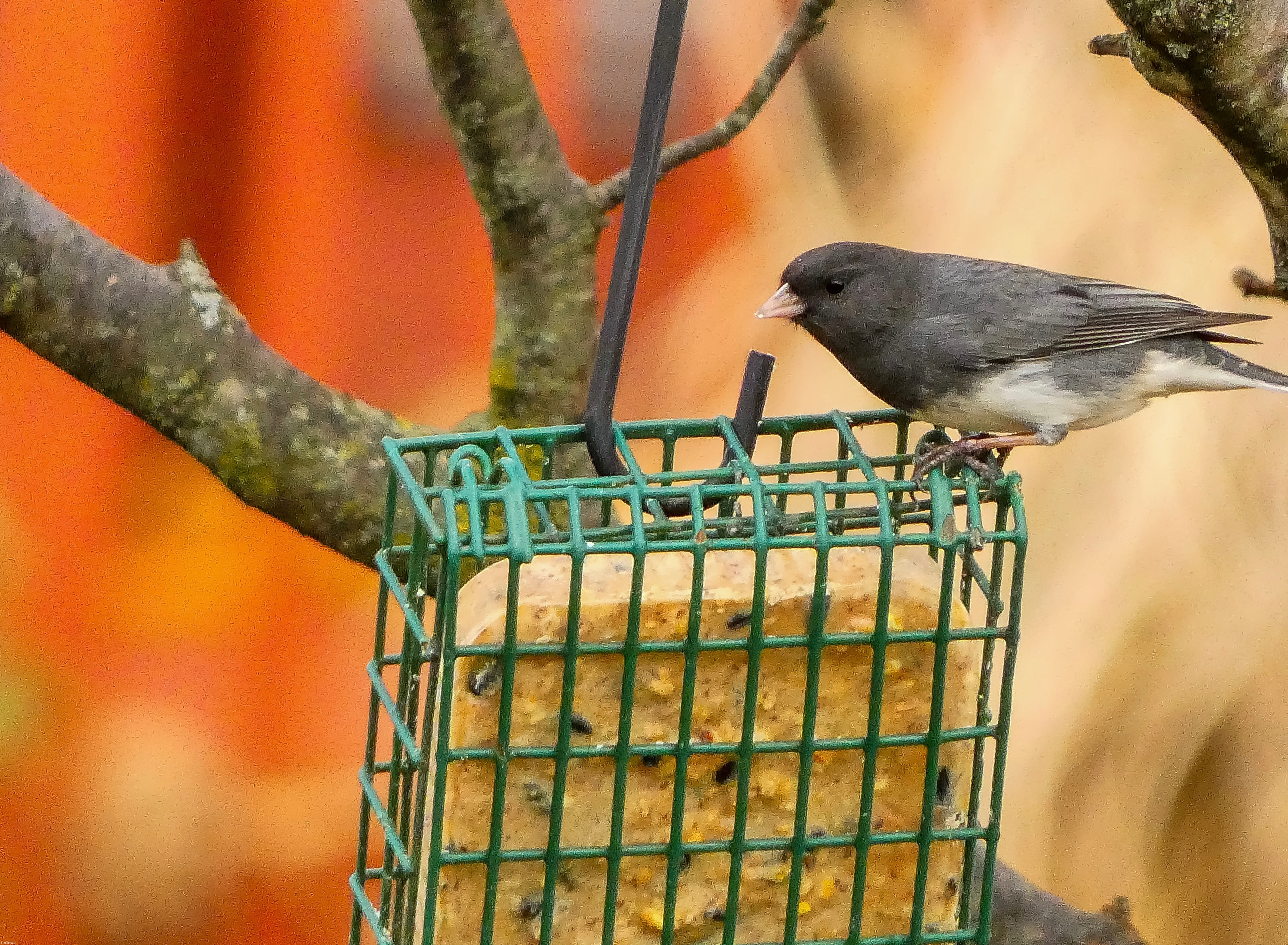Daily Photo #5, a picture of a Junco on my suet feeder that I took today. | image tagged in share your own photos | made w/ Imgflip meme maker
