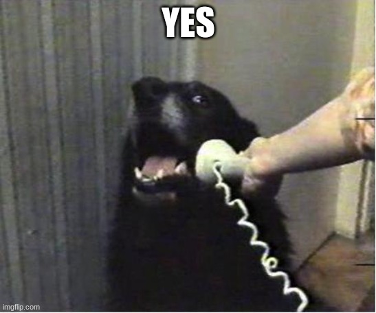 Yes this is dog | YES | image tagged in yes this is dog | made w/ Imgflip meme maker