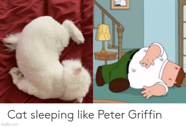 Just lying there | image tagged in peter griffin,family guy,cats | made w/ Imgflip meme maker