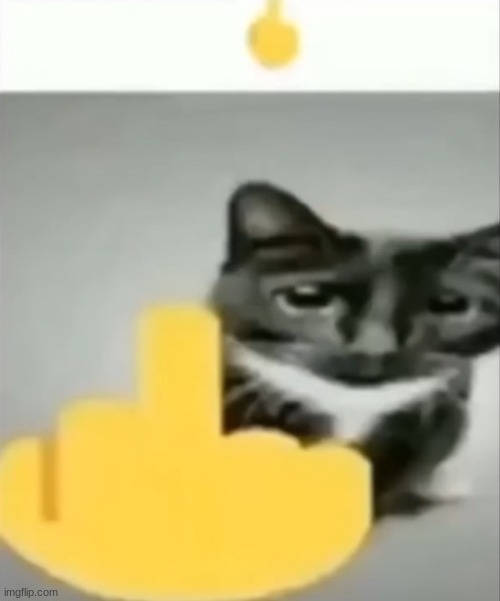 cat | made w/ Imgflip meme maker